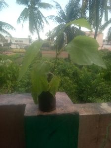 Anjeer Plants