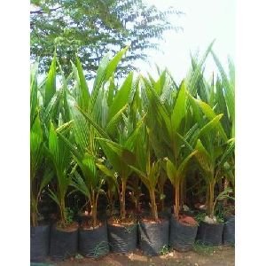 Desi Coconut Plants