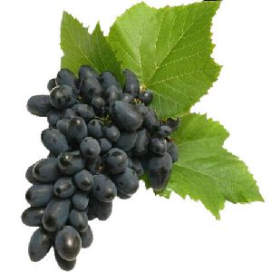 fresh black grapes