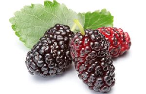 Fresh Mulberry