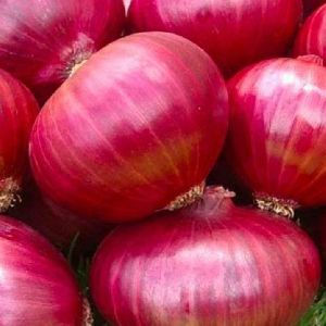 fresh red onion