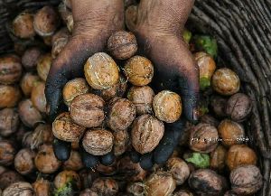 Kashmari walnuts