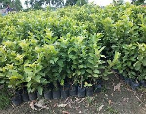 Guava L49 Plant