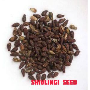 Shivlingi Seeds