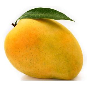 Alampur Mango