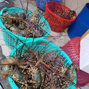 Live Fresh  And Frozen Lobster