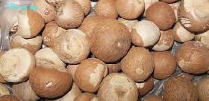 High Quality Whole Dried Betel Nut / Areca Nuts