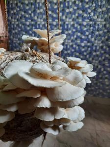 organic  Oyster Mushroom