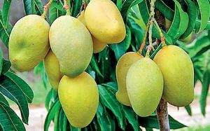 mango plants (Anwer Rataul Mango )