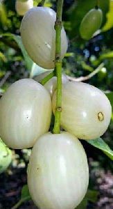 White jamun plants