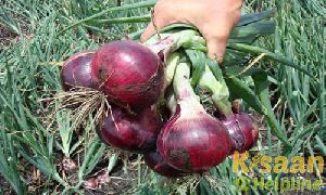 Bhima Dark Red Onion Seeds