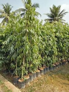 Ashoka Plant