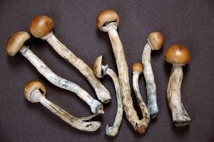 shrooms