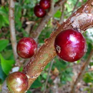 Jaboticaba Red Fruit Live Plants