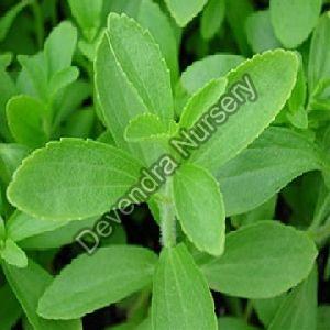 Stevia Plant