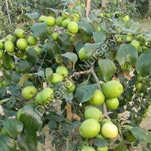 Thai Apple Ber Plant