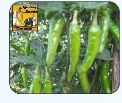 F1 Emily Green Chilli Seeds