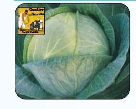 F1 Reenold Cabbage Seeds