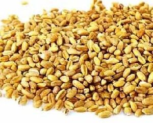 Barley Poultry Feed