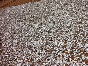 Dried Fish Poultry Feed
