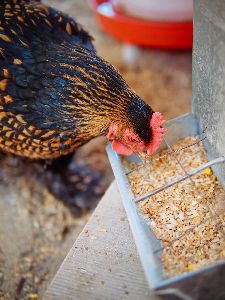 Oats Poultry Feed