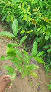 Mahagun plant