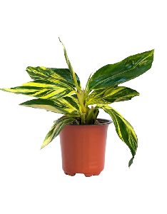 Alpinia Variegated Plant with 5 Inch Nursery Pot