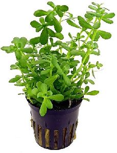 Brahmi Plant