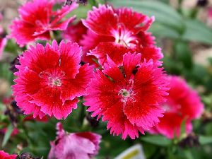 Dianthus Plant