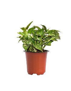 Green Variegated Money Plant with 5 Inch Nursery Pot