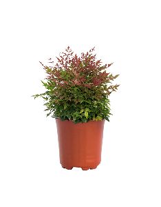 Nandina Domestica Plant with 4 Inch Nursery Pot