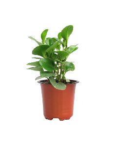 Peperomia Green Plant with 4 Inch Nursery Pot