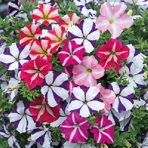 Petunia Plant