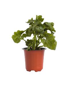 Philodendron Curly Plant with 5 Inch Nursery Pot