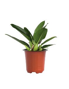 Philodendron Martiana Plant with 5 Inch Nursery Pot
