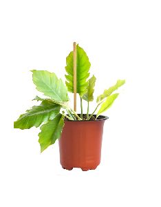 Philodendron Pluto Plant with 6 Inch Nursery Pot
