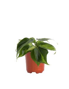 Philodendron Variegated Plant with 8 Inch Nursery Pot