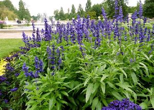 Salvia Long Plant