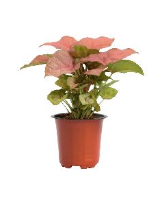 Syngonium Pink Plant with 5 Inch Nursery Pot