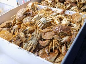 Processed Crab
