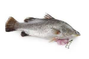 Fresh Sea Bass