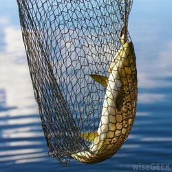 Kumaran Nylon Fishing Net, Mesh Size : 15 to 300 mm, Color : White
