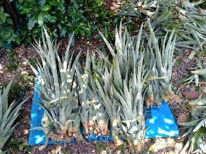 Pineapple fruit plants