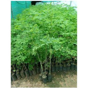 Moringa Plant