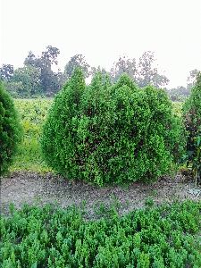 morpankhi plant
