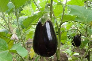 Brinjal Oil