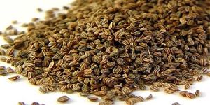 Celery Seed Oil