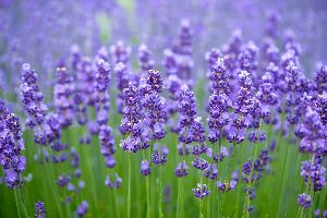 lavender oil