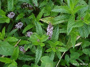 Mentha Shivalik oil