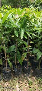 Amropali mango plants